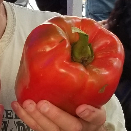 Red Bell Pepper from Nrowich Meadows Farm