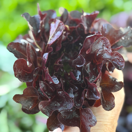 Red lettuce on norwihc medaows farm.