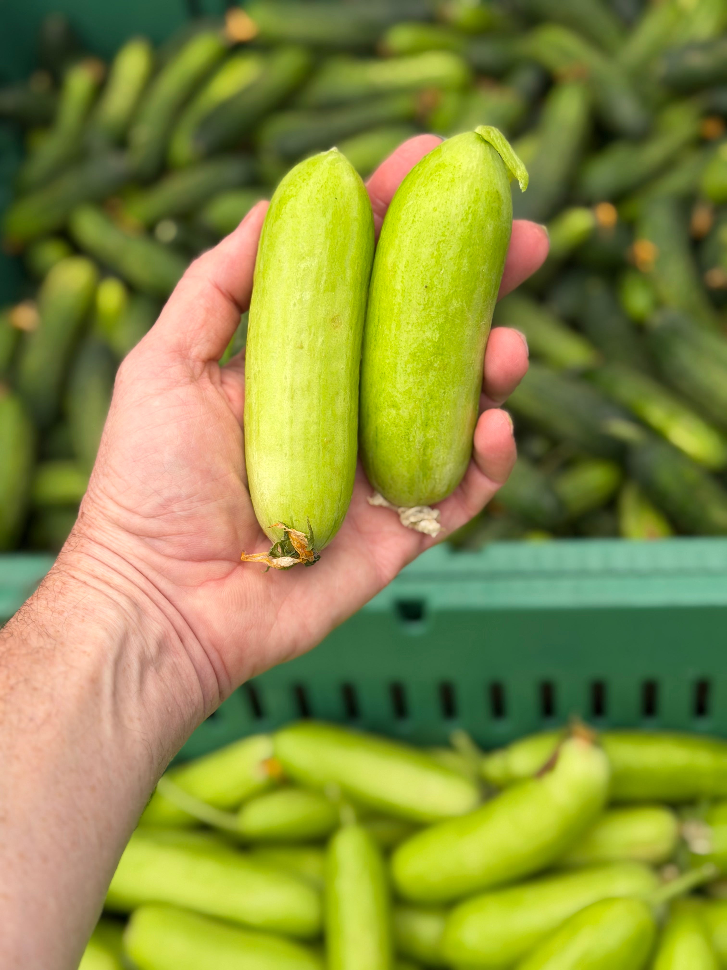 Pickling Cucumber Collection