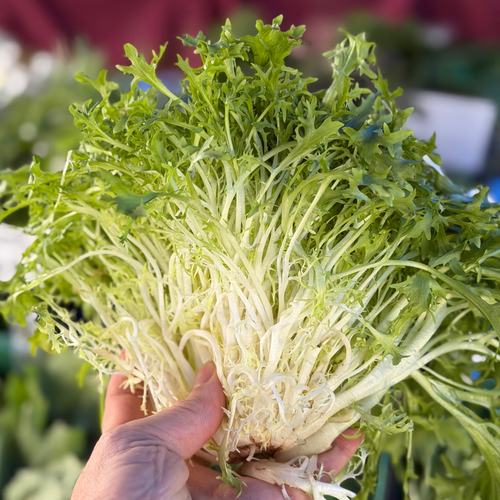 Frisee grown on norwich meadows farm.