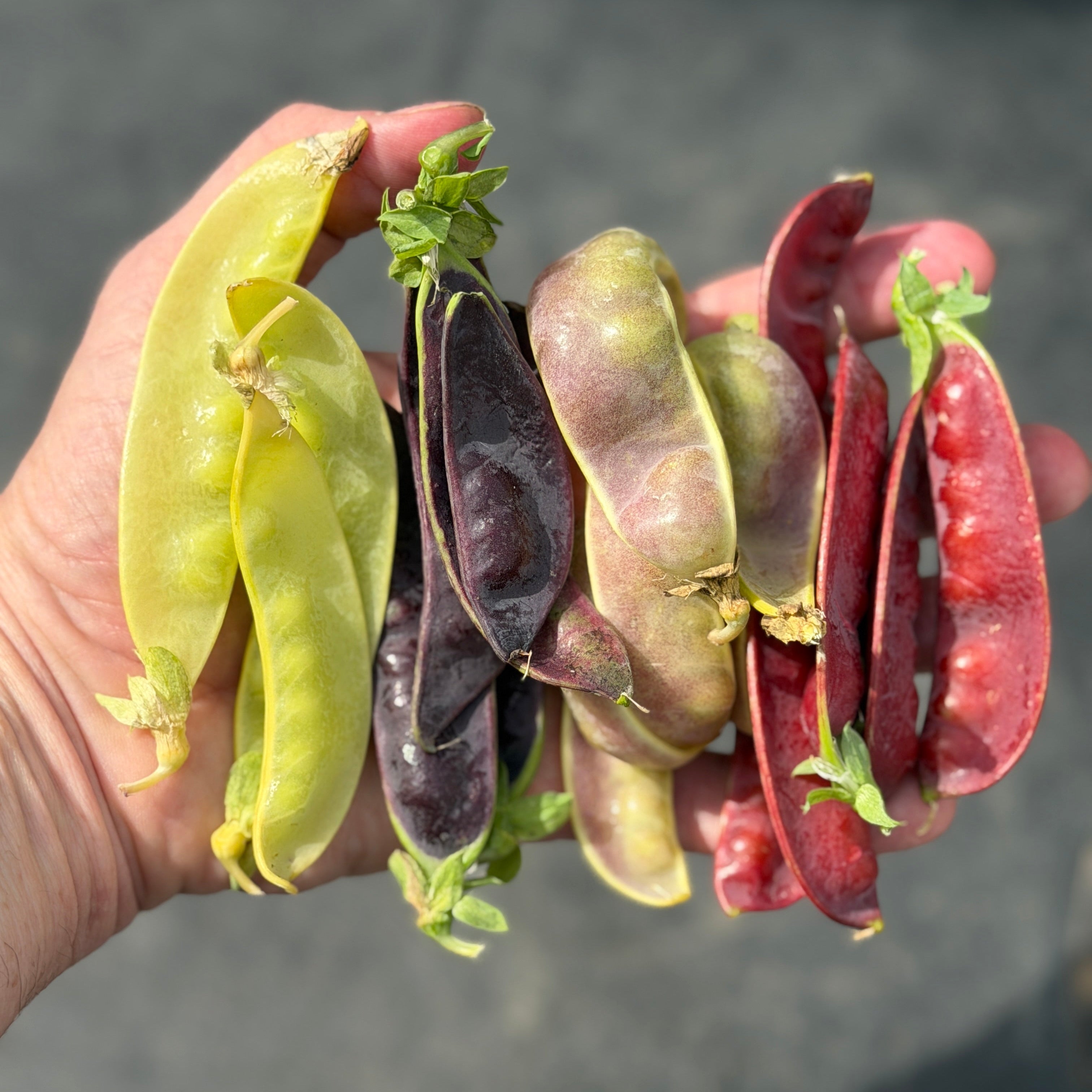 Michael Mazourek Peas from Norwich Meadows Farm