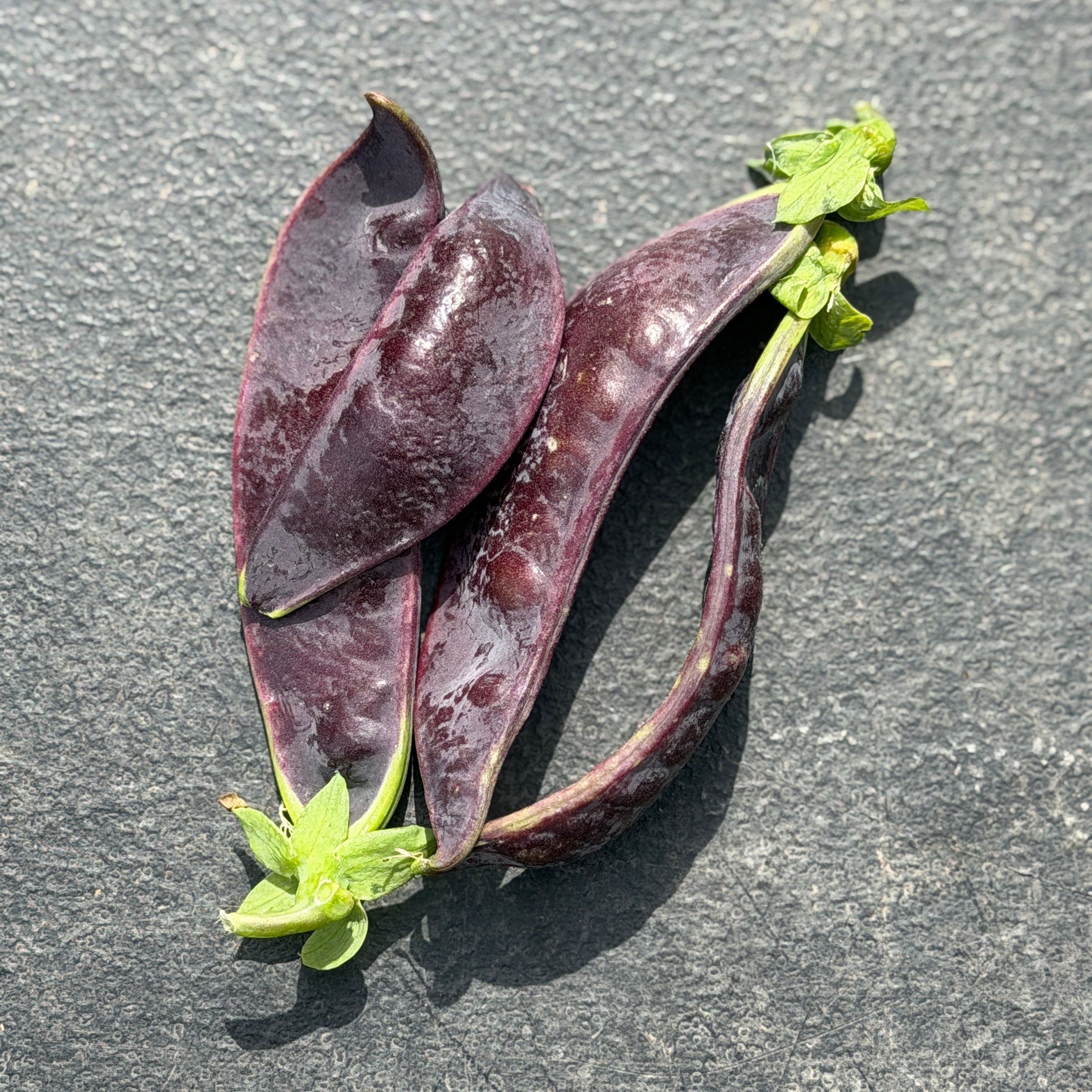 Row 7 Beauragarde Snow Peas