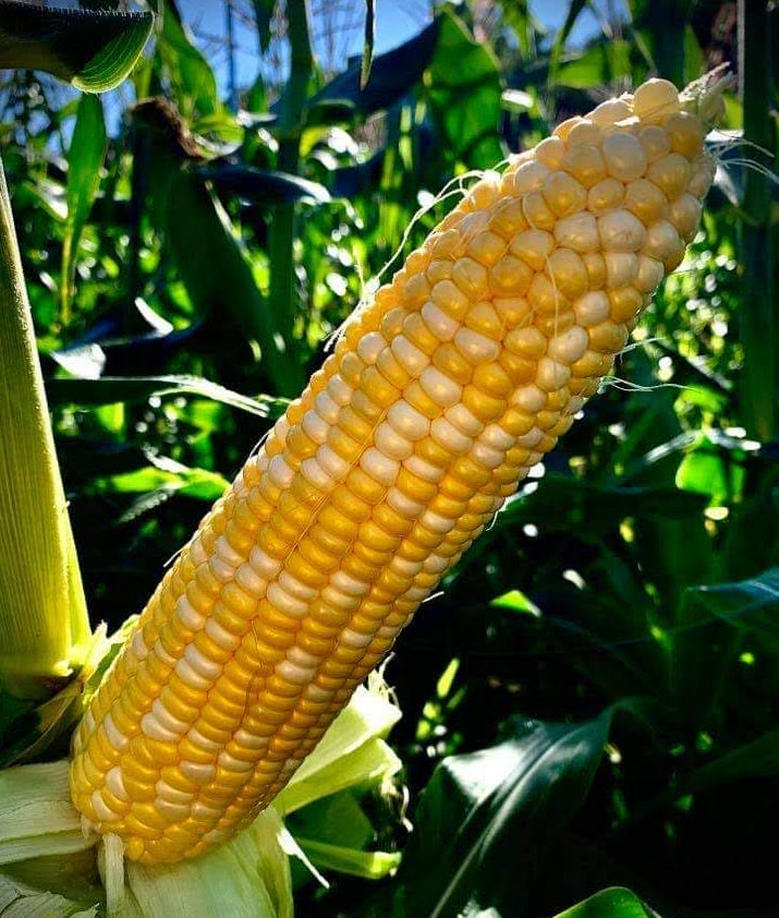 Corn ready for getting picked for CSA