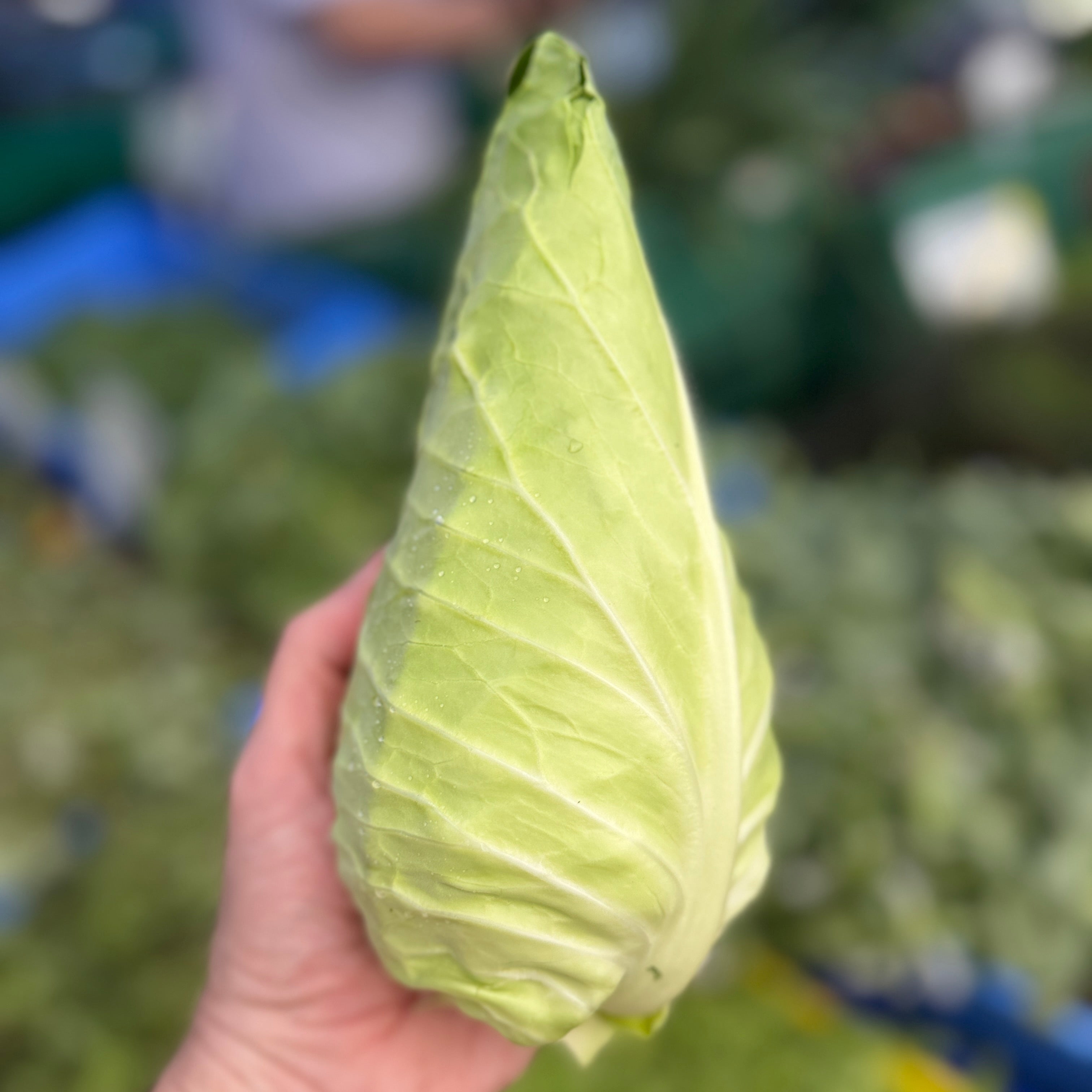 Caraflex Cabbge grown on Norwich Meadows.