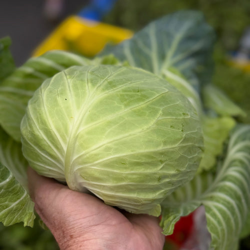 Flat head cabbage from norwich meadows farm