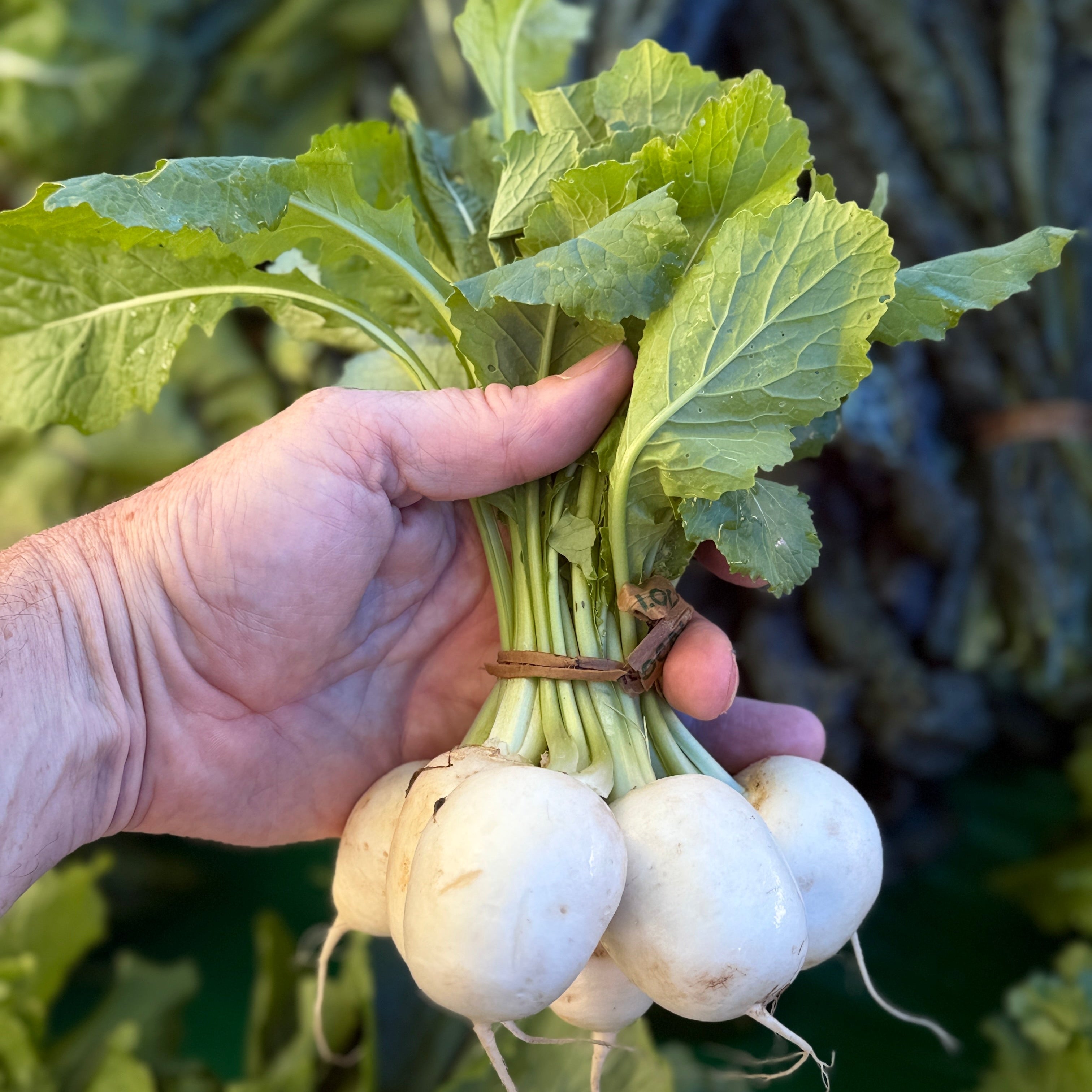 Tokyo Turnips from norwich Meadows Farm.