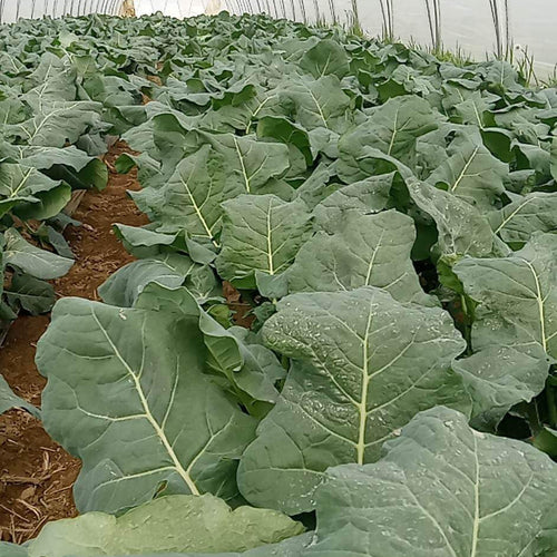Collard Greens in the High Tunnels in Norwich.