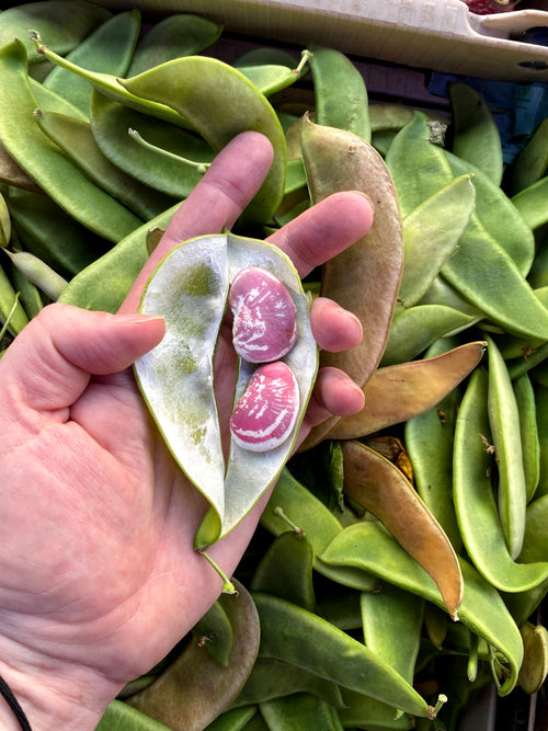 A hand holding an opened green pod that contains two pinkish-purple seeds, with many similar green pods piled in the background.
