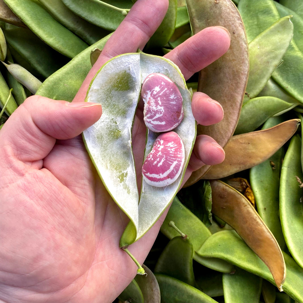 Christmas Lima Beans grown on Norwich MEadows Farm