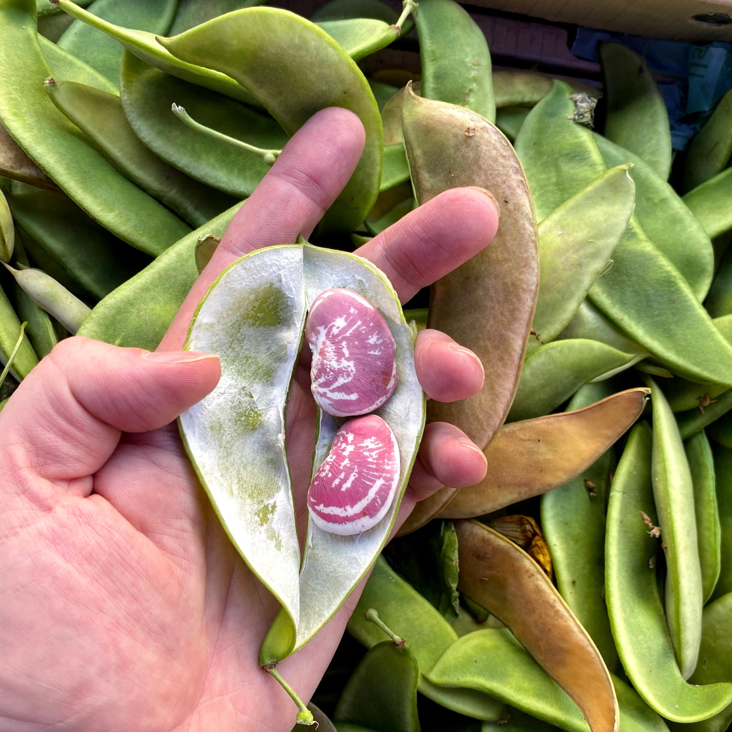 XMas lima beans for CSA Chef Box