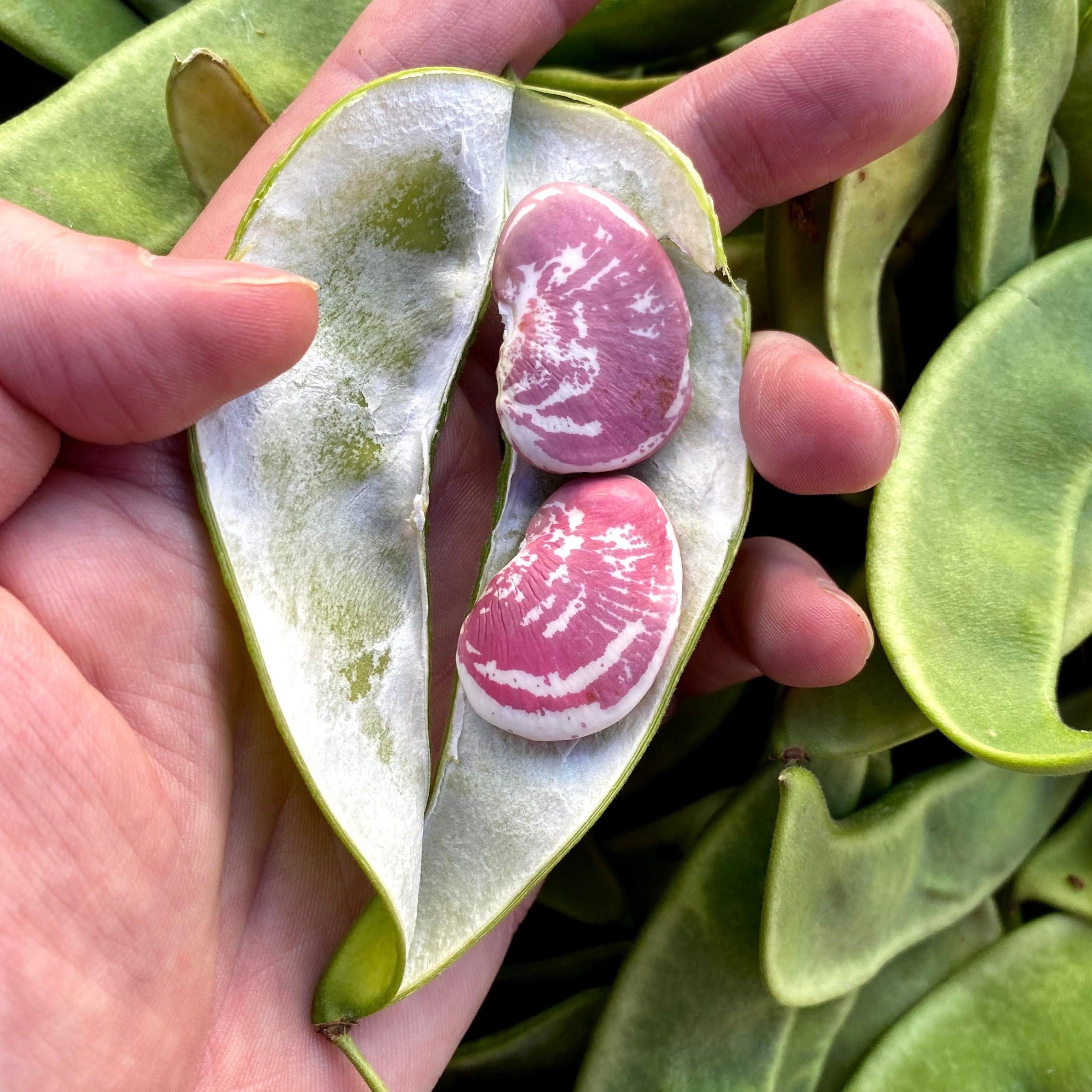 XMas Lima Beans still in the pod.