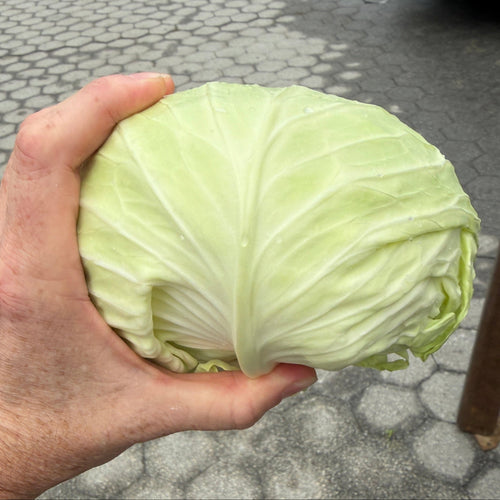 Saku Saku crispy Japanese Cabbage