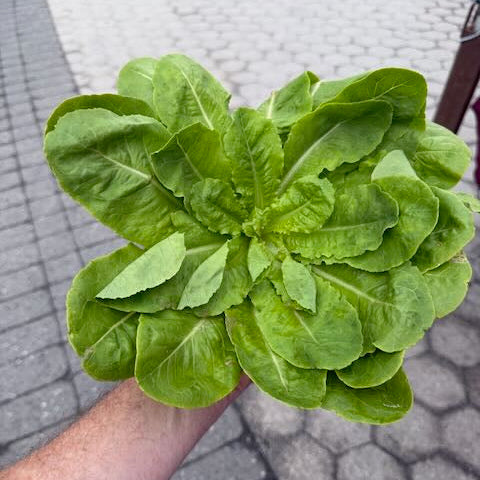 Row 7 Spinach Lettuce from norwich Meadows Farm.
