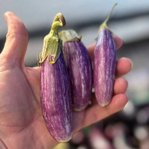 Fairytale eggplant - a favorite amongst Chefs at Norwich Meadows Farm.