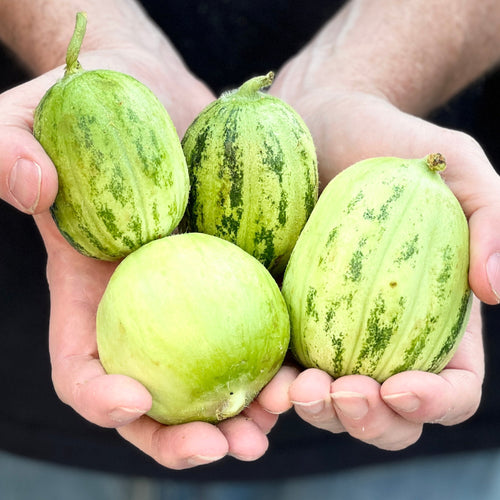 At union square green market with carosello melon.  A favorite of itamlian and middle eater chefs.