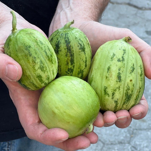 Carosello Melon (or cucumber), a fantastic Italian vegetable grown by Norwich Meadows Farm.