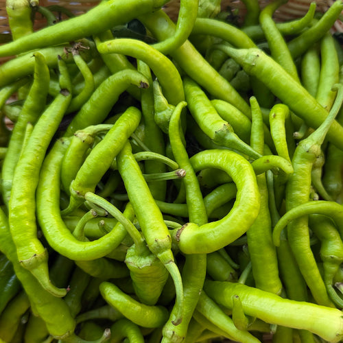 Fresh Guindilla Peppers - not pickled.  Grown by our farm, Norwich Meadows, and for sale at Union Square's Green Market.