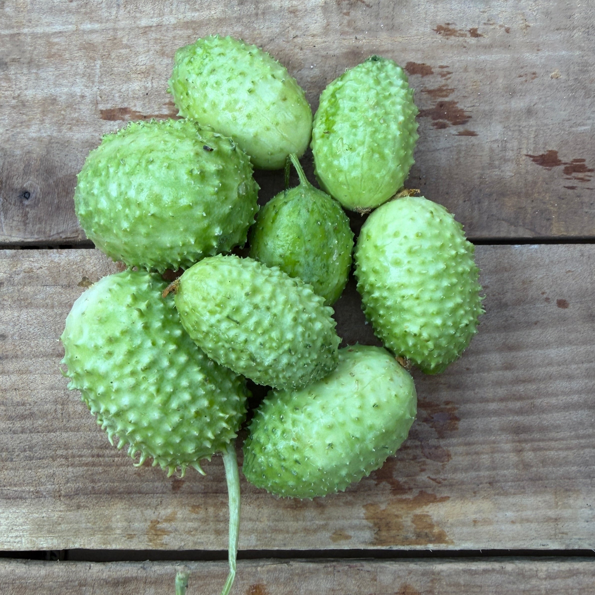 Jamaican Bur Gherkin