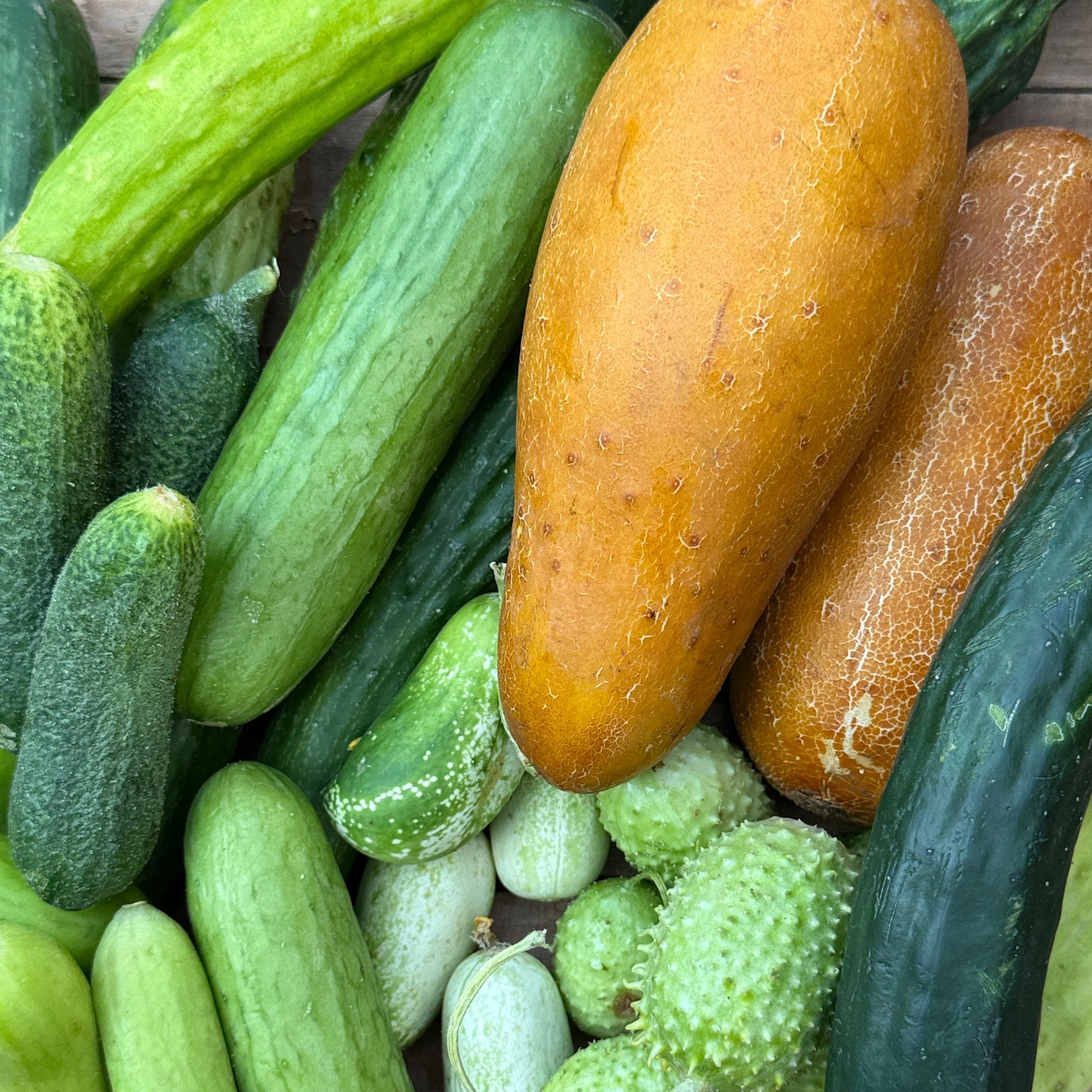 A selection of cucumbers from around the world, that we grow at Norwich Meadows farm.