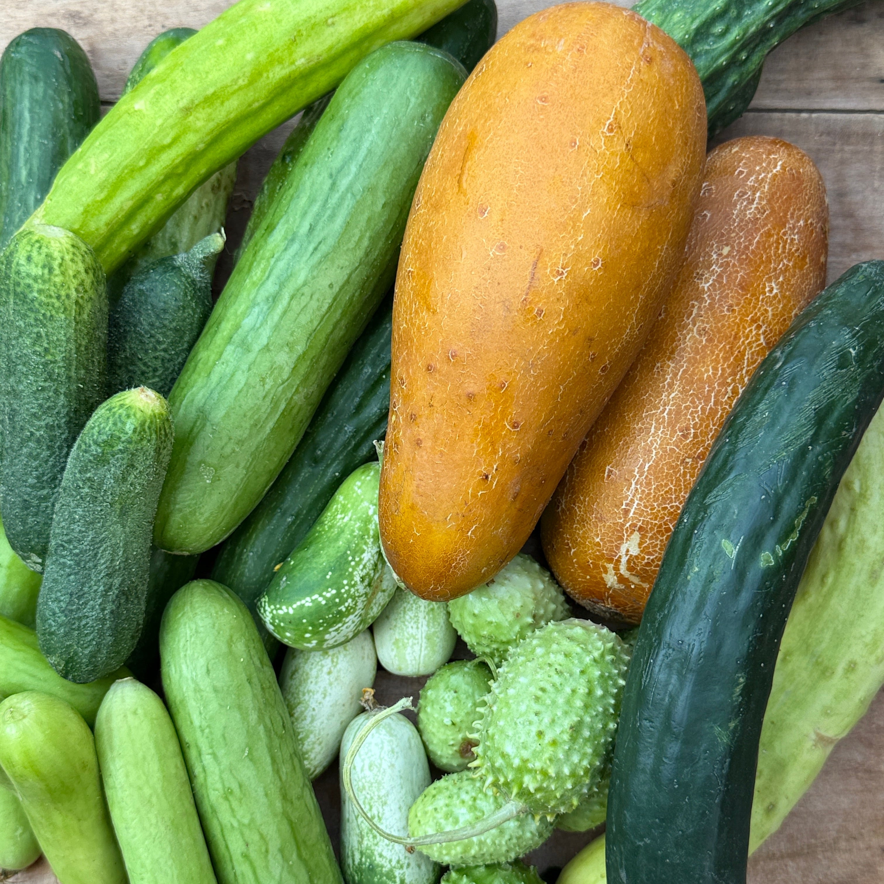 A selection of cucumbers from around the world, that we grow at Norwich Meadows farm.