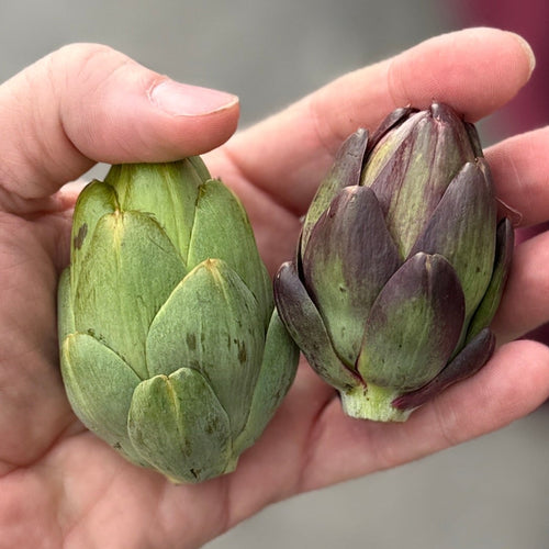 Artichoke - grown by us p in Norwich NY.