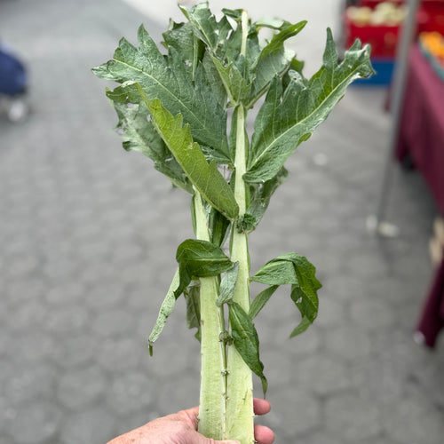 Cardoon - part of the artichoke family.  We grow quite a bit at Norwich Medows Farm for the chefs we work with.