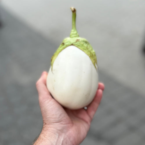 White eggplant at market, organically grown by Norwich meadows Farm.