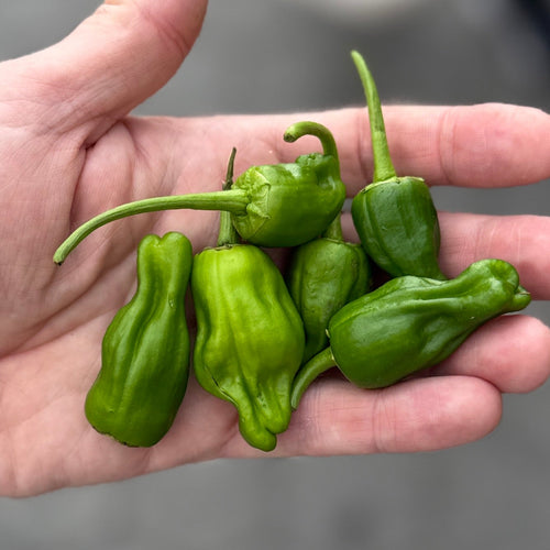 Padron Peppers at Union Square Green Market.  These were grown for a restaurant by Norwich Meadows Farm.