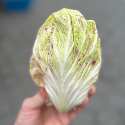 Castelfranco radicchio that's growin the north east at our farm in Norwich NY.