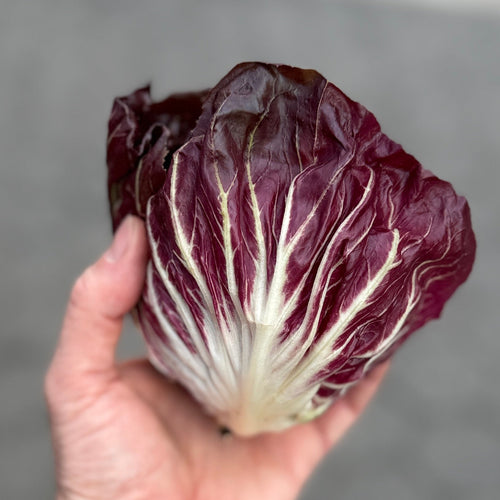 Radicchio grown up at our farm in Norwich NY and sold at Union Square.