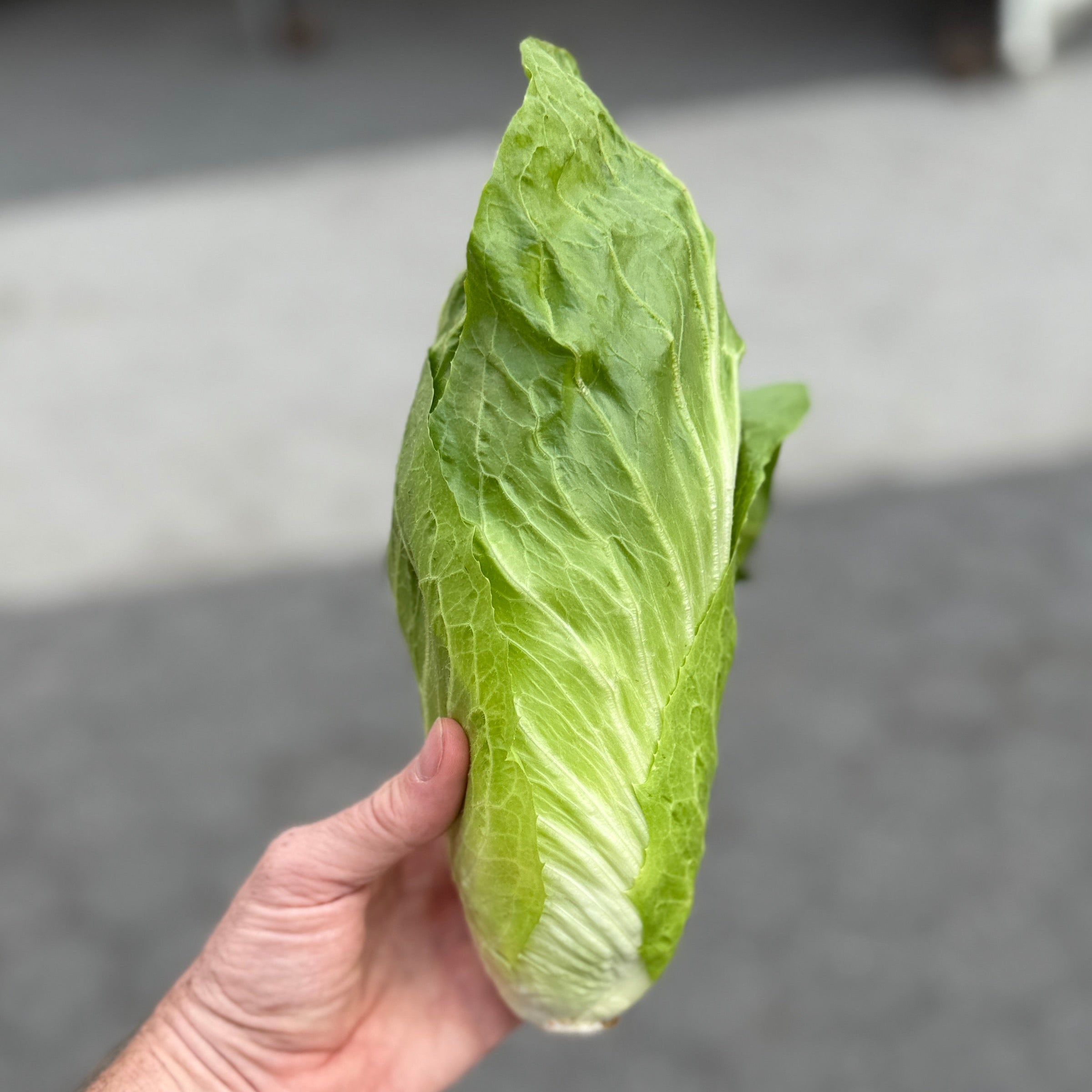 Sugarloaf.  A favorite chicory of ours.  Wonderfully versitile.