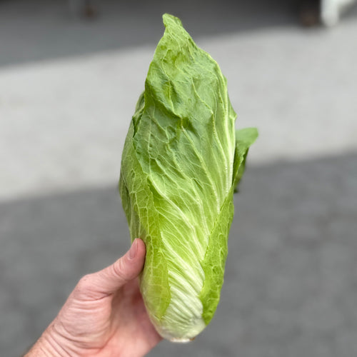 Sugarloaf chicory grown at Norwich Meadows Farm and then sold to restaurants in nYC.