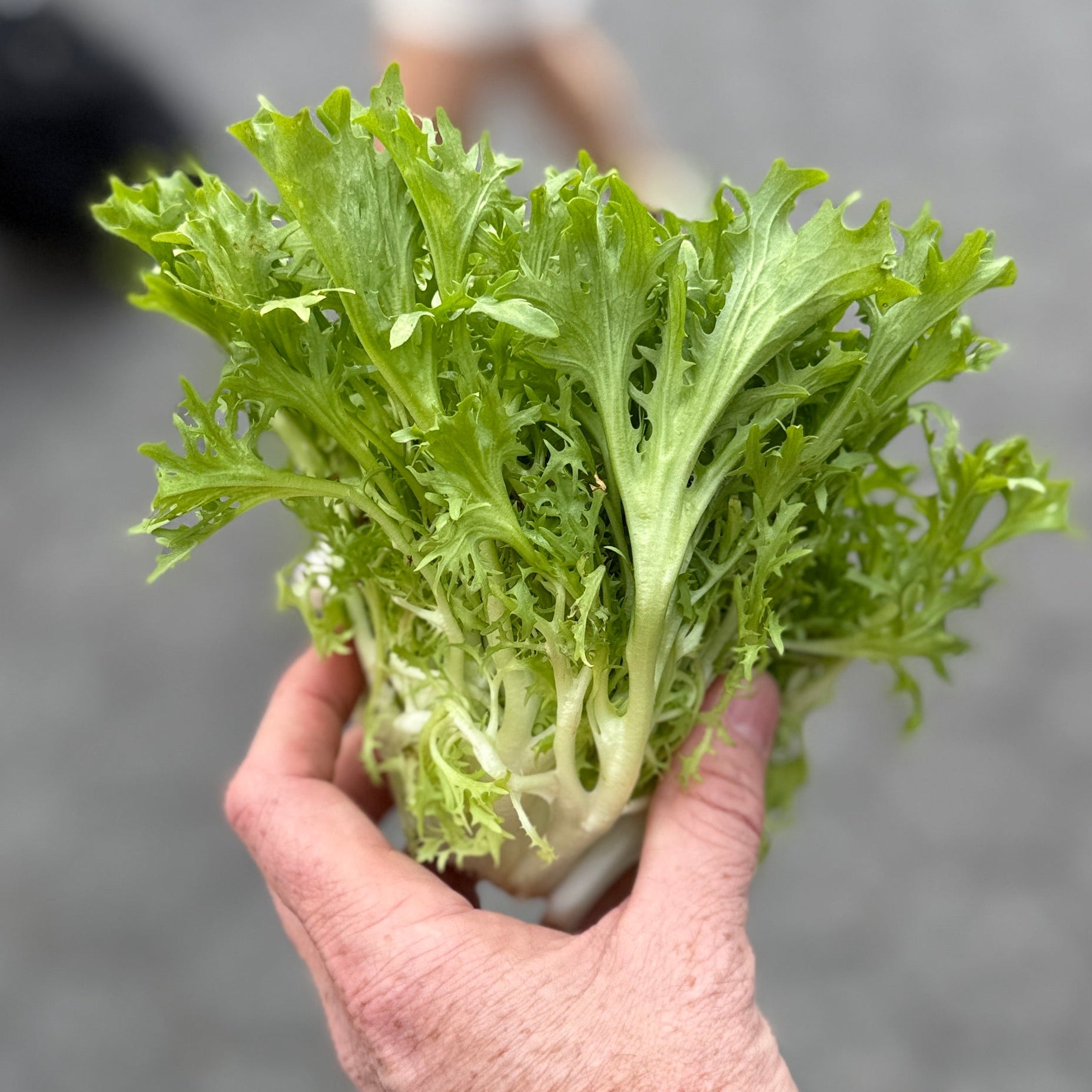 Frissee - an incredible salad green we grow on our farm in Norwich NY.