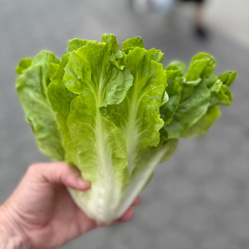 Escarole, a chicory grown at Norwich Meadows Farm and sold to our customers in NYC and nationwide.