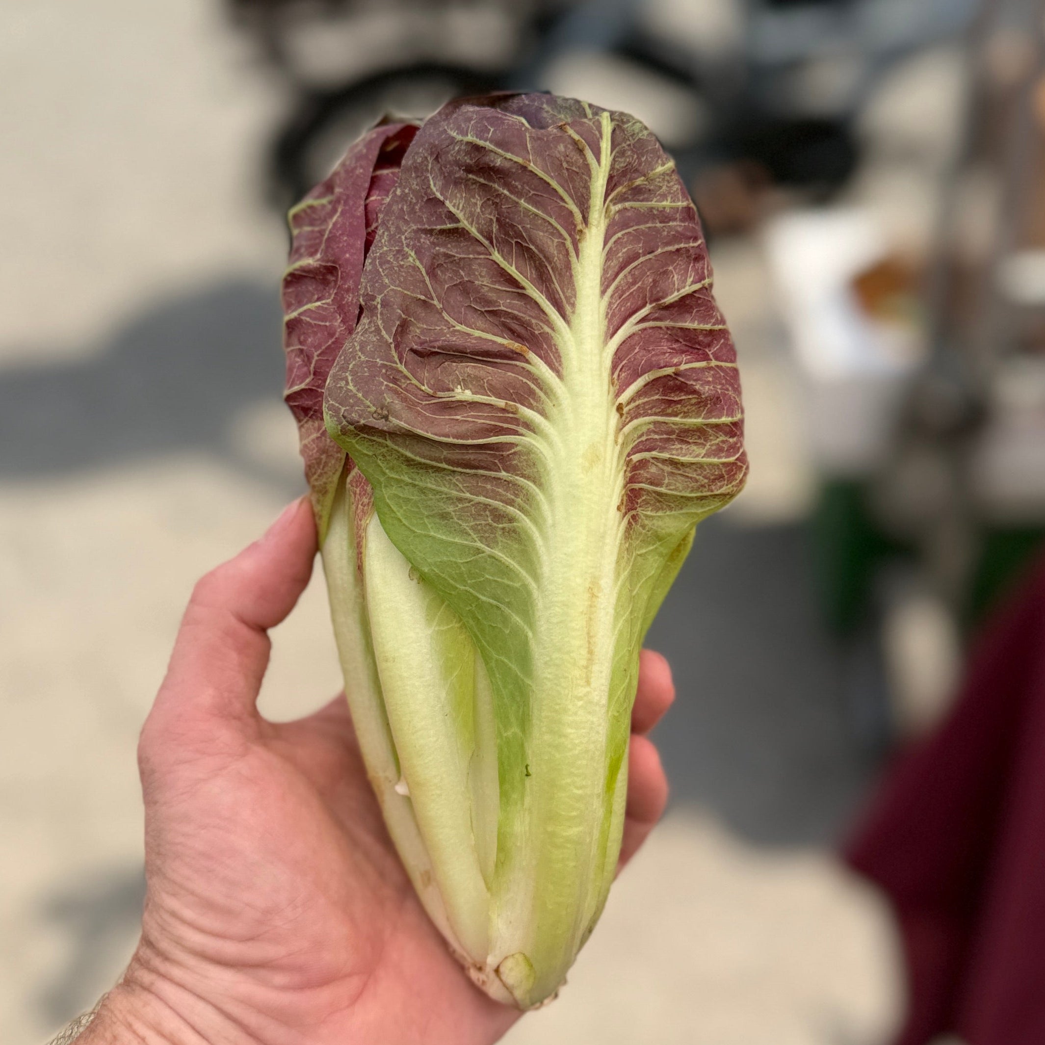 Summer treviso radicchio.  Wonderfully bitter with a hibnt of mellwonewss.                                                                                                                                                                                                                                                                                                                                                                                                                                                      