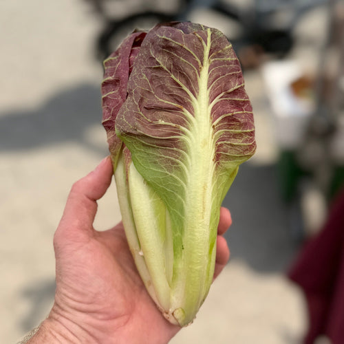 Treviso Radicchio - a favorite of chefs that we sell to in NYC.