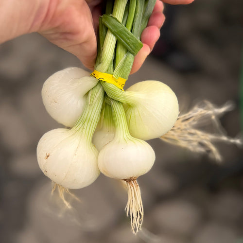 Cip spring onions for our Italian harvest Box