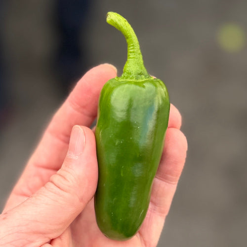 Jalapeno pepper grownin Norwich, NY at our ffarm.