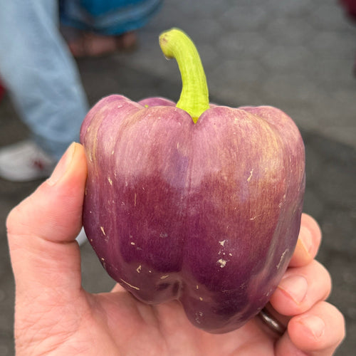 A purple bell pepper - one of our favorites at Norwiich Meadows Farm!