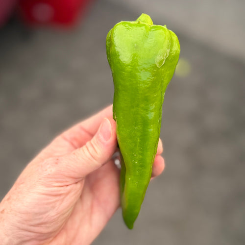 Hatch Pepper at the Union Square Green Market - found at the Norwich Meadows Farm Booth.