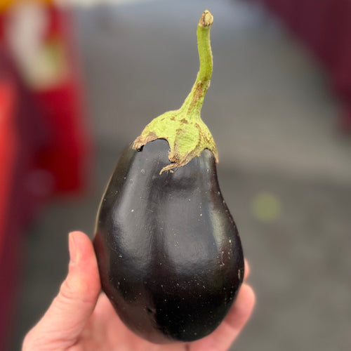 Italian Eggplant At Union Square Market Organically grown on Norwich Meadows Farms.
