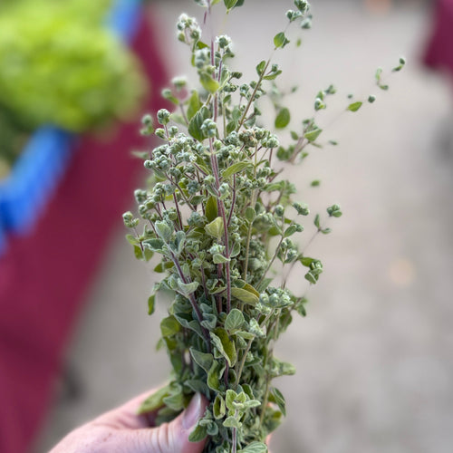 ZAATAR - one of our favoriet herbs.  Grown by Norwich Meadows Farm