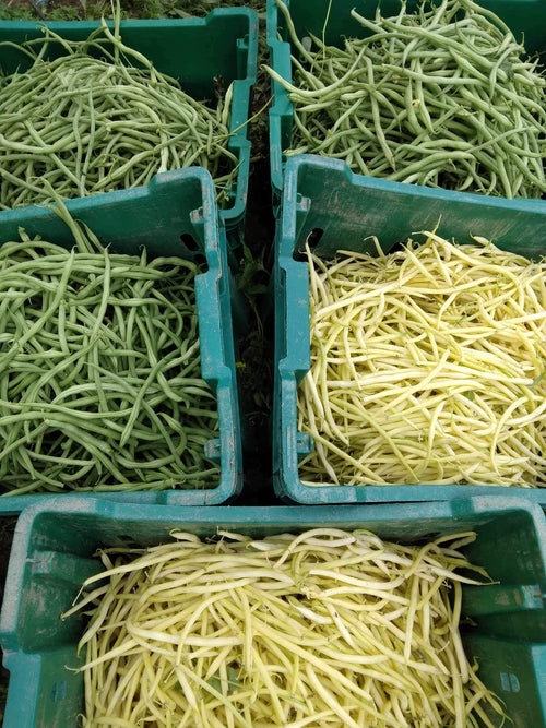 haricot verts Nowich Meadows aFarm