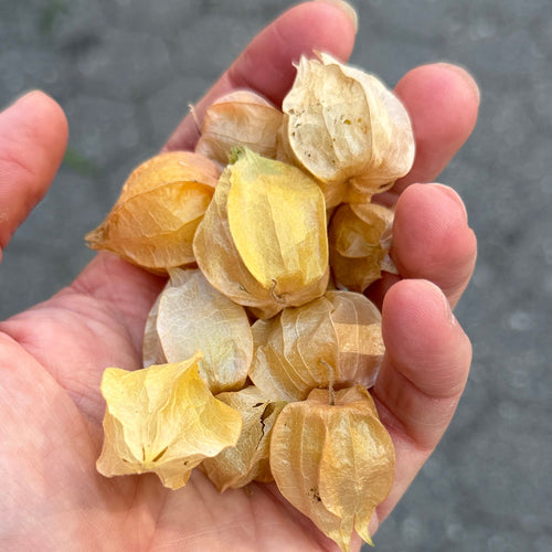 A hand holding a small pile of dried yellowish-brown botanical pods against a gray paved ground background.