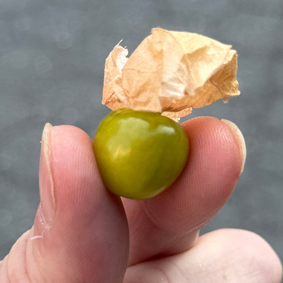 Husk Cherry at Union Square in Norwich Meadows Stall.