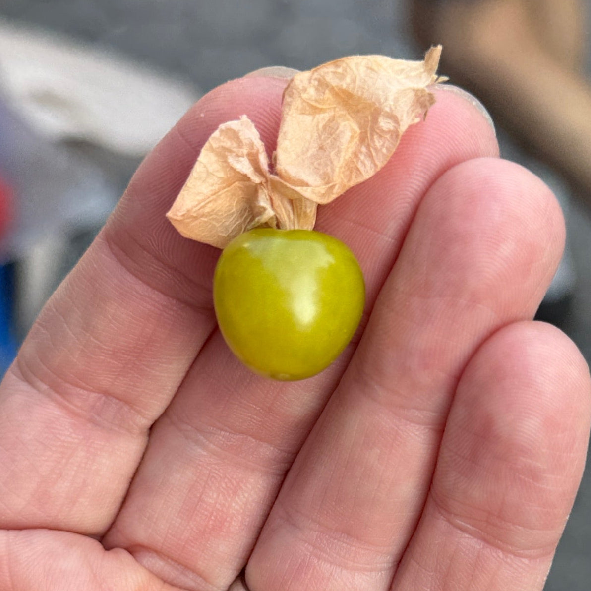 A beautiful ground cherry at Union Square green market.