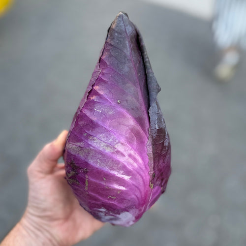 Red Cone Head Cabbage at Union Square for Norwich Meadows Farm Customers.