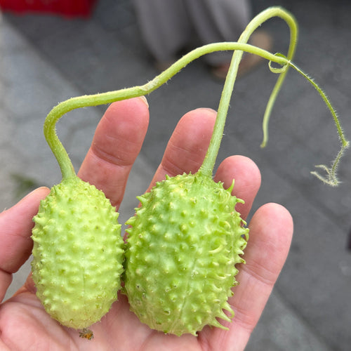 jamaican burr cucumbers