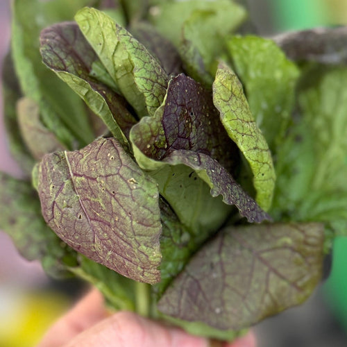Red Mustard Greens at Union Square.
