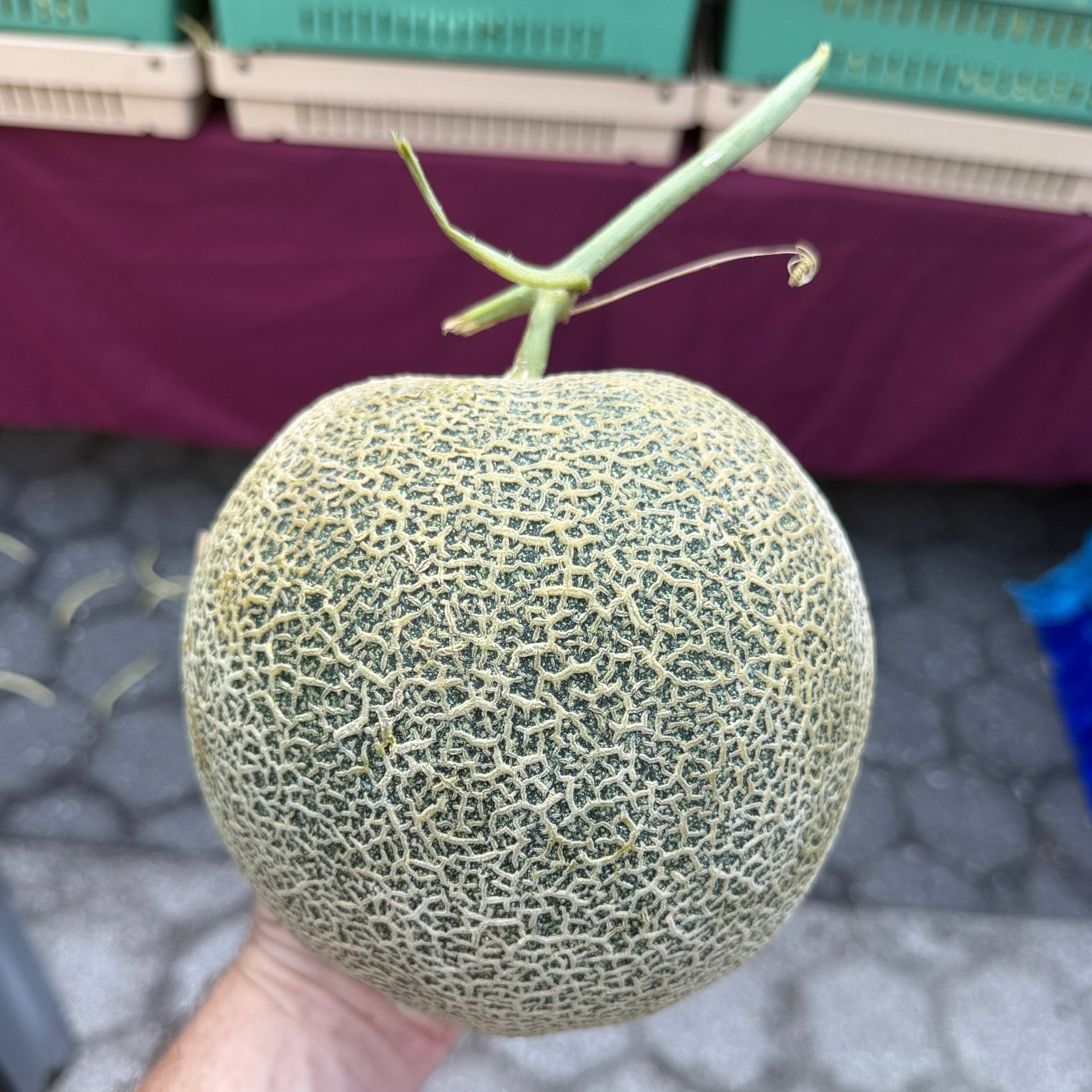 Hokkaido Style melon grown in Norwich Meadows Farm.  